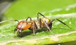 蚂蚁视频,探索短视频新潮流，引领内容创作新风向